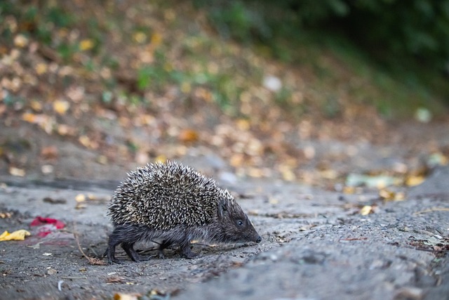 切爾西新賽季陣容深度比拼：門將和中鋒四人打擂臺.